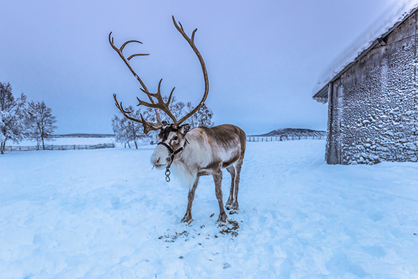 Viking Yule & the great Wild Hunt!